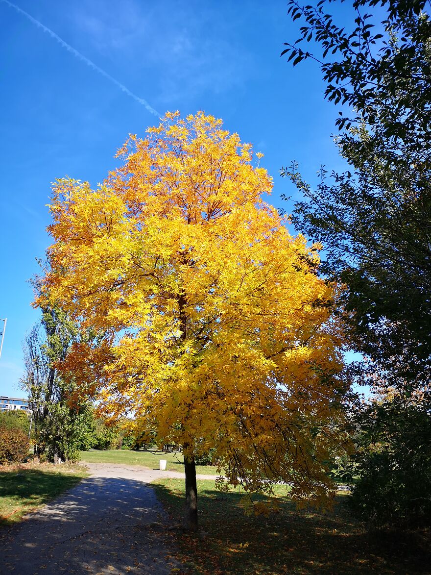 Autumn Landscapes From The Park In Student City Sofia