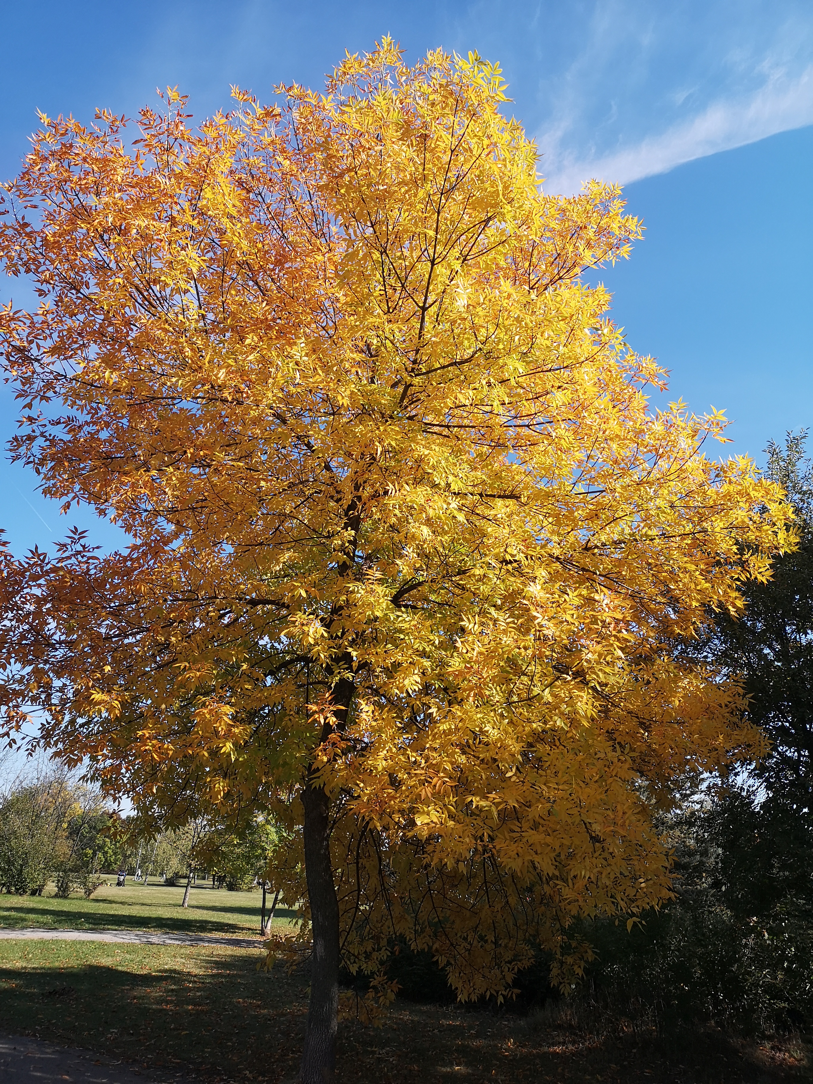 Autumn Landscapes From The Park In Student City Sofia