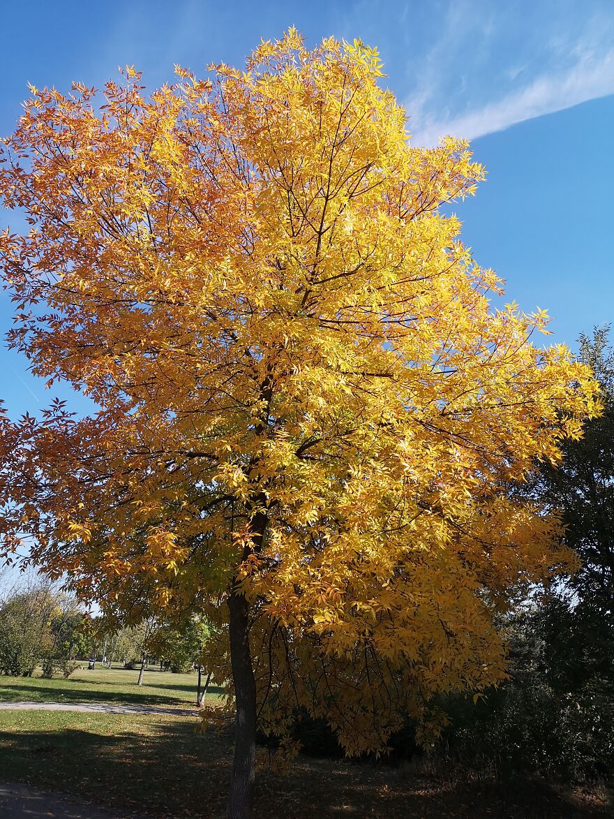 Autumn Landscapes From The Park In Student City Sofia