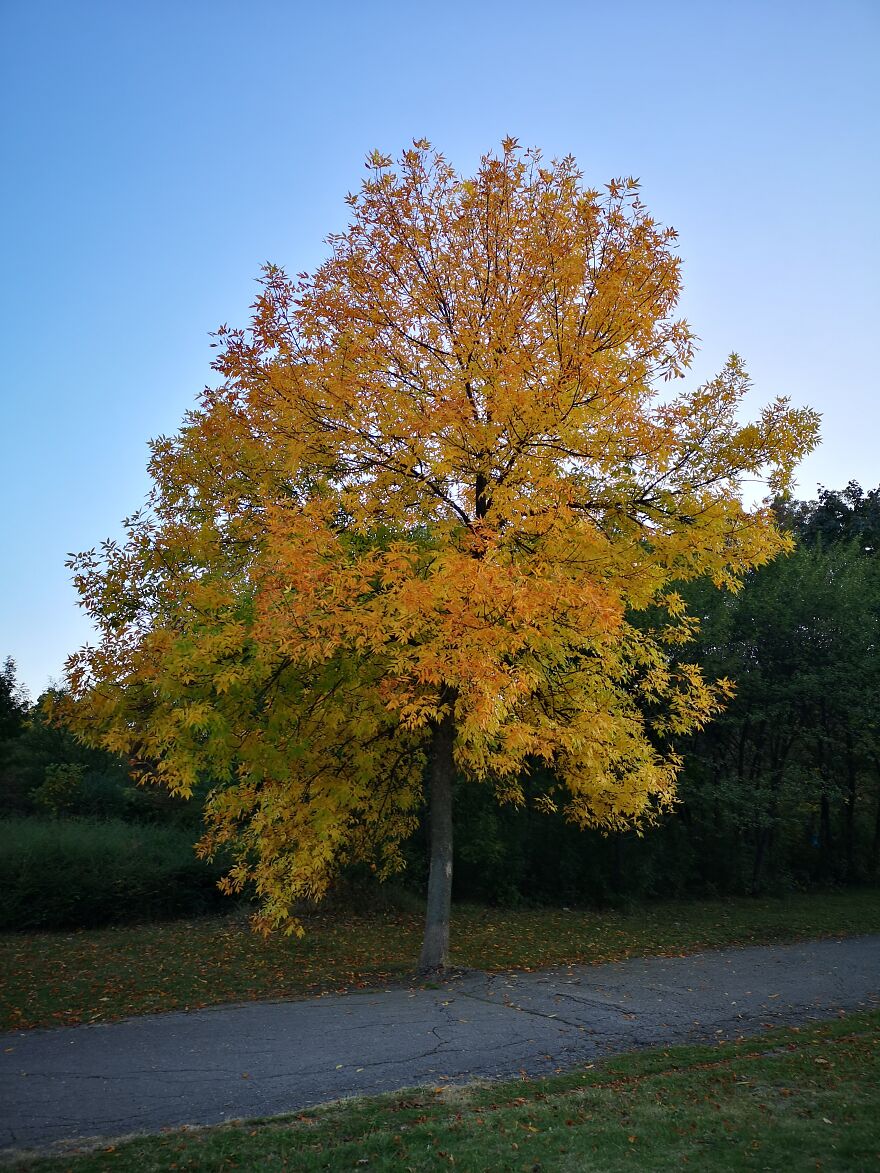 Autumn Landscapes From The Park In Student City Sofia