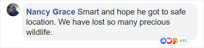 Owl Casually Flies Into Helicopter That's In Flight Over Californian Wildfires Owl Casually Flies Into Helicopter That's In Flight Over Californian Wildfires