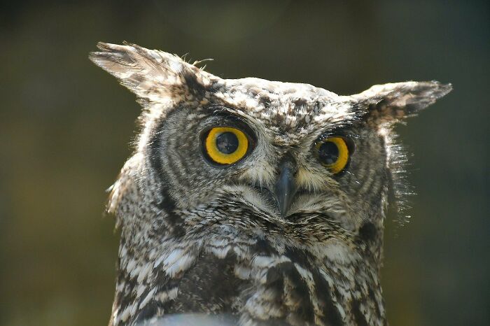 Owl Casually Flies Into Helicopter That's In Flight Over Californian Wildfires Owl Casually Flies Into Helicopter That's In Flight Over Californian Wildfires