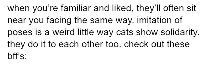 Cat Owners Explain How Cat Body Language Is Often Misinterpreted By 'Dog People'