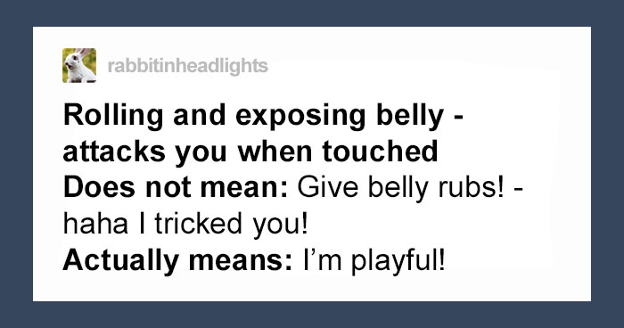 Cat Owners Explain How Cat Body Language Is Often Misinterpreted By ‘Dog People’