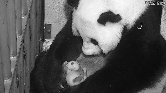 National Zoo Shares Photos Of A 1-Month-Old Panda Cub And It's Unbearably Cute