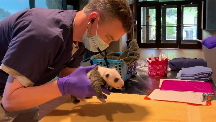 National Zoo Shares Photos Of A 1-Month-Old Panda Cub And It's Unbearably Cute