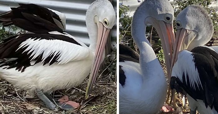 Rescue Pelican Shows His Excitement After Seeing An Egg Hatch After 6 Years Of Waiting