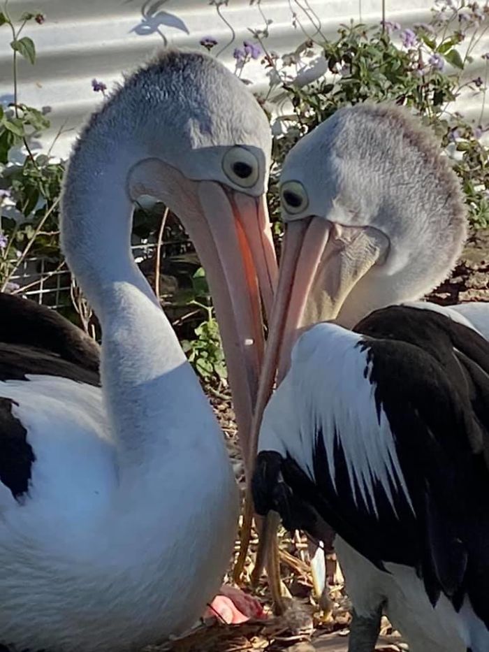 Rescue Pelican Shows His Excitement After Seeing An Egg Hatch After 6 Years Of Waiting Rescue Pelican Shows His Excitement After Seeing An Egg Hatch After 6 Years Of Waiting