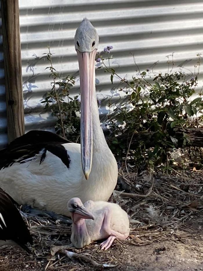 Rescue Pelican Shows His Excitement After Seeing An Egg Hatch After 6 Years Of Waiting Rescue Pelican Shows His Excitement After Seeing An Egg Hatch After 6 Years Of Waiting