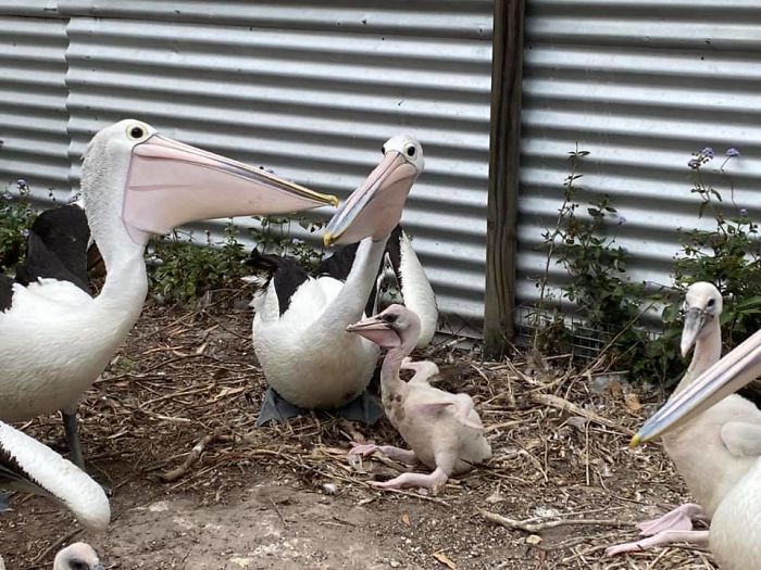 Rescue Pelican Shows His Excitement After Seeing An Egg Hatch After 6 Years Of Waiting Rescue Pelican Shows His Excitement After Seeing An Egg Hatch After 6 Years Of Waiting