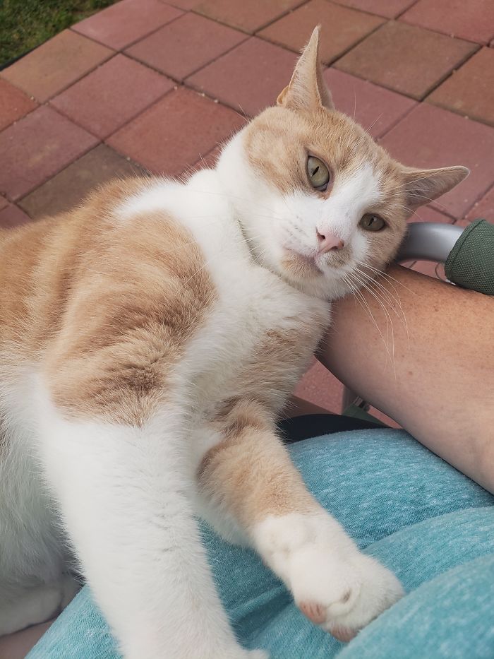 My House. My Lap. Not My Cat. Probably My Part Time Cat