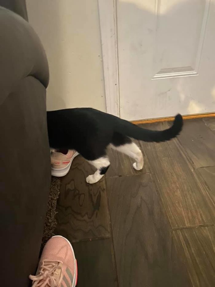 My House Not My Cat! Who The Heck Is This?