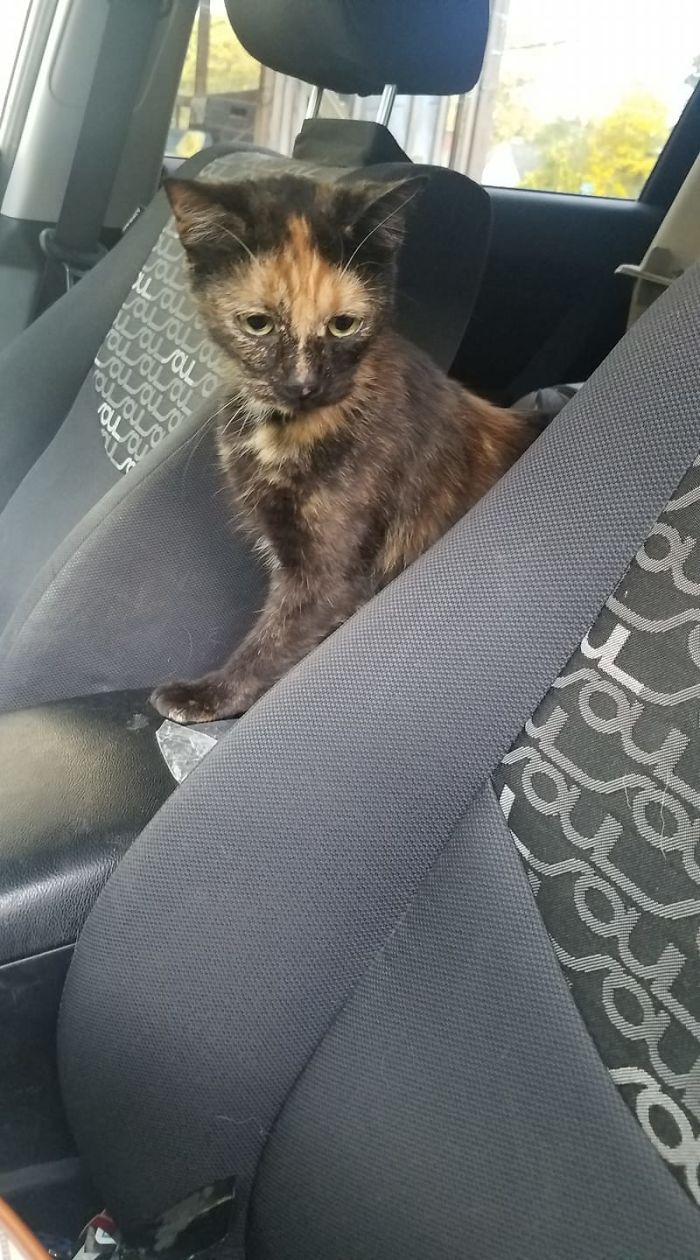 That's My Car.... But That Is Not My Cat