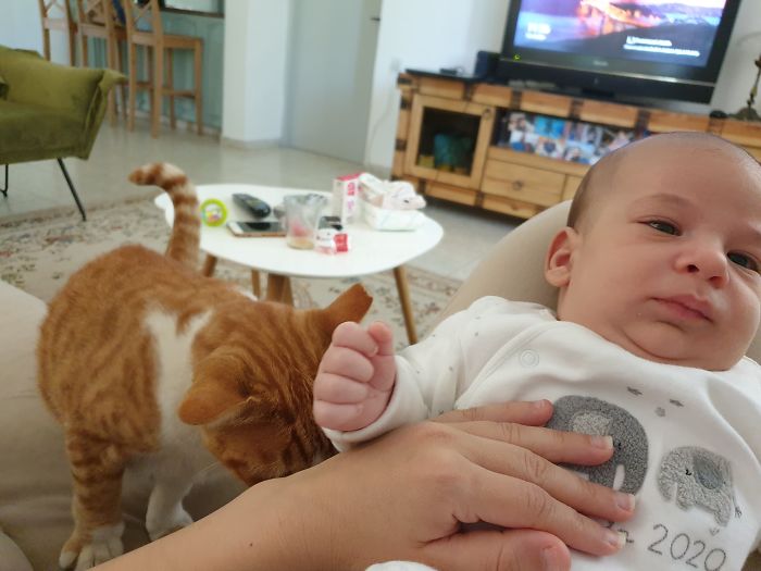 My House, My Nb, Not My Cat.. I Have Two Cats Who Exit And Enter Our House Through A Cat Flap With A Chip. The Cutie In The Pic Learned To Enter Our House By Pushing One Of My Cats Through The Cat Flap. I Just Love It