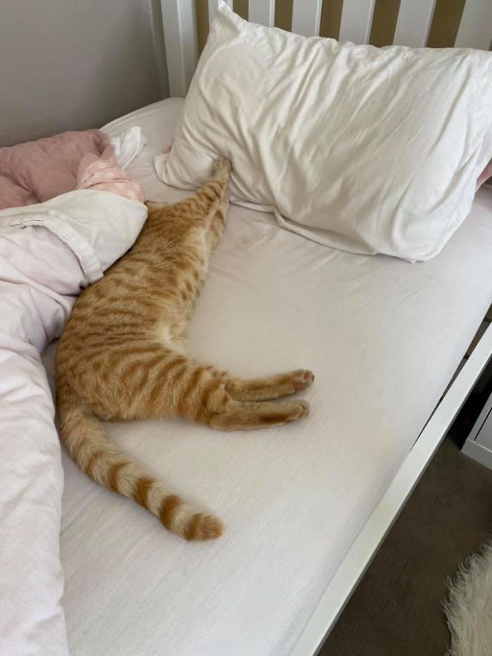 My House, Not My Cat! This Boy Was At My Door Two Days Ago, He Has Made Himself Very Comfortable On My Daughters Bed!