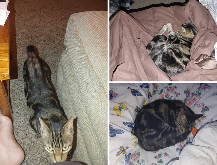 My House, Not My Cat (Yet)