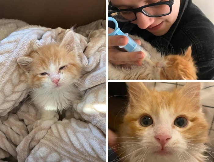 This Little Dude Showed Up To My House In April, Heard A Tiny Mew Under My BBQ Grill, He Was In Rough Shape. Now He’s My Little Disney Boy And A Great Big Brother To His Baby Cat October. This Is Rory