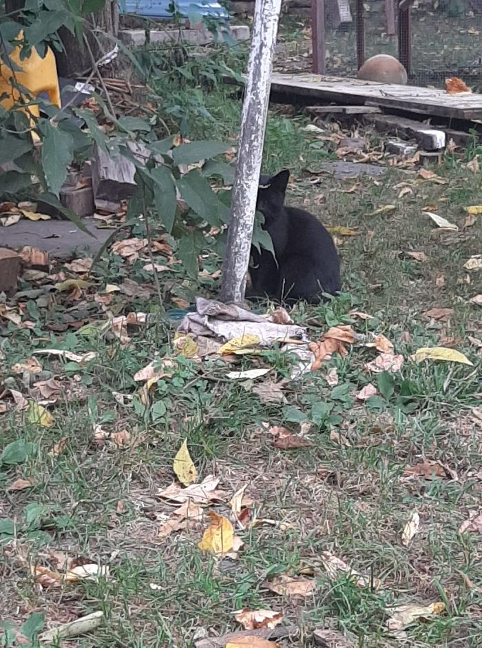 My Yard, Not My Cat. We Must Pretend We Cannot See Her