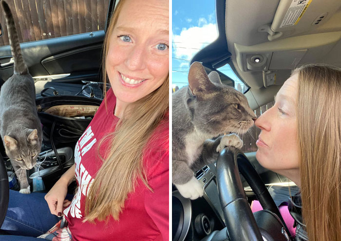 My Car.... Not My Cat