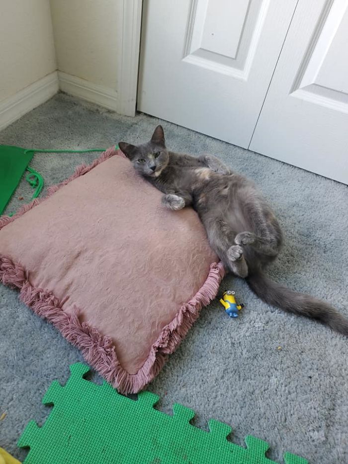 My House, Not My Cat In My Office Not Sure How She Got In But She Won't Leave!