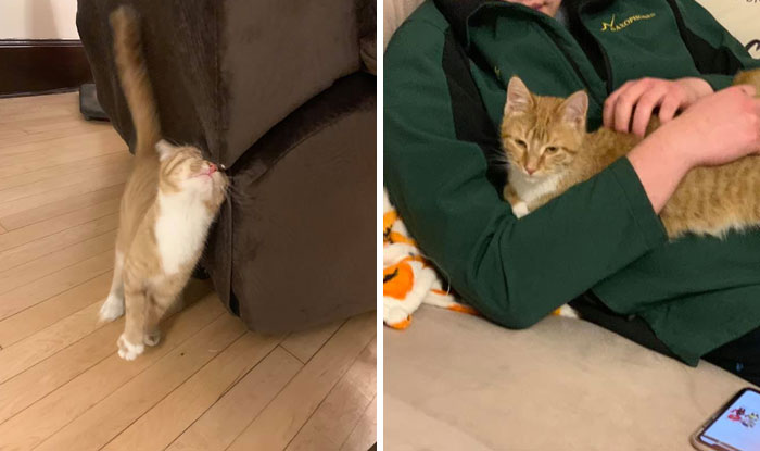 My Apartment, Not My Cat (At The Time!)