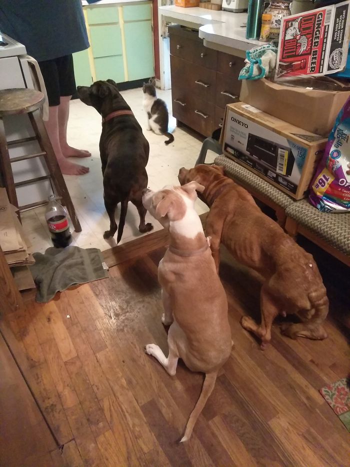 My Kitchen, My Dogs, Not My Cat. Hank Lives Next Door And Waltzes In Whenever He Feels Like It, Especially When It's Cold.