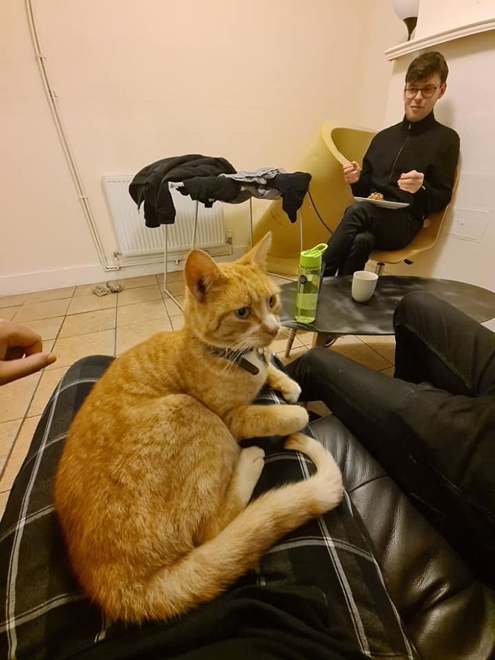 My House, Not My Cat