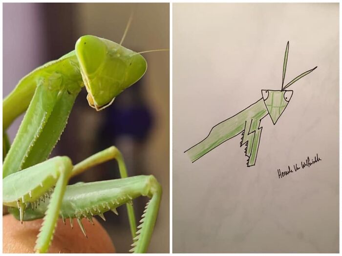 Pet Portraits Charity