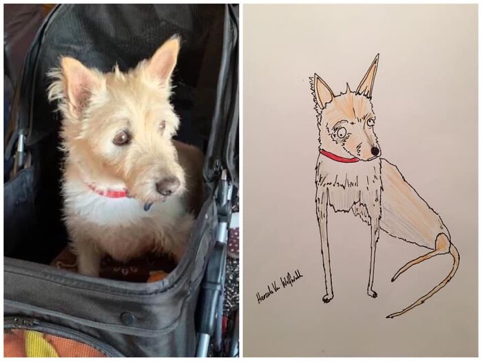 Pet Portraits Charity