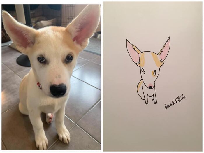 Pet Portraits Charity