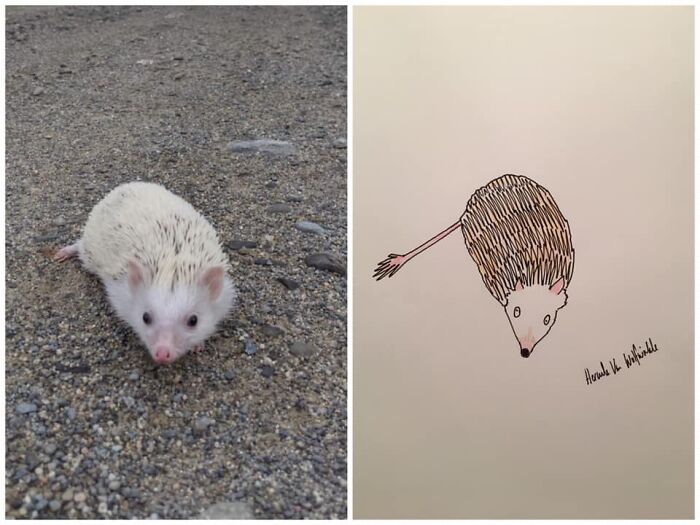 Pet Portraits Charity