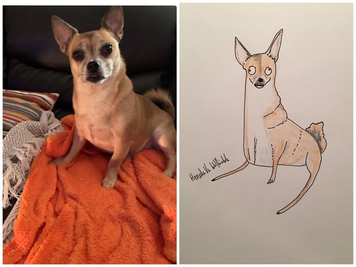 Pet Portraits Charity