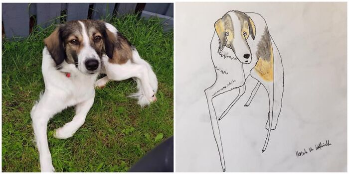 Pet Portraits Charity