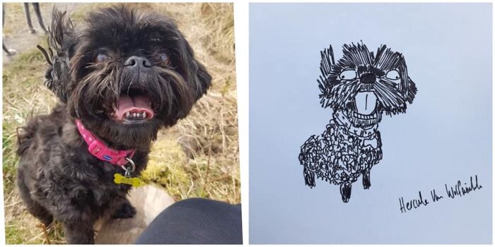 Pet Portraits Charity