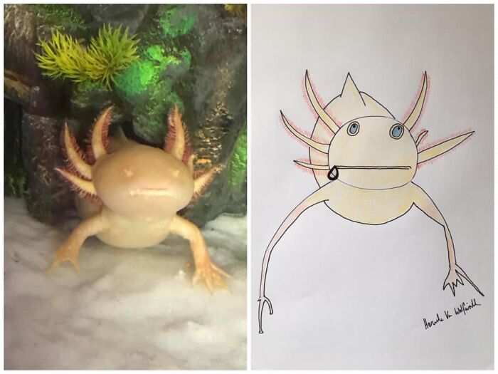 Pet Portraits Charity