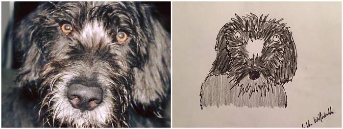 Pet Portraits Charity