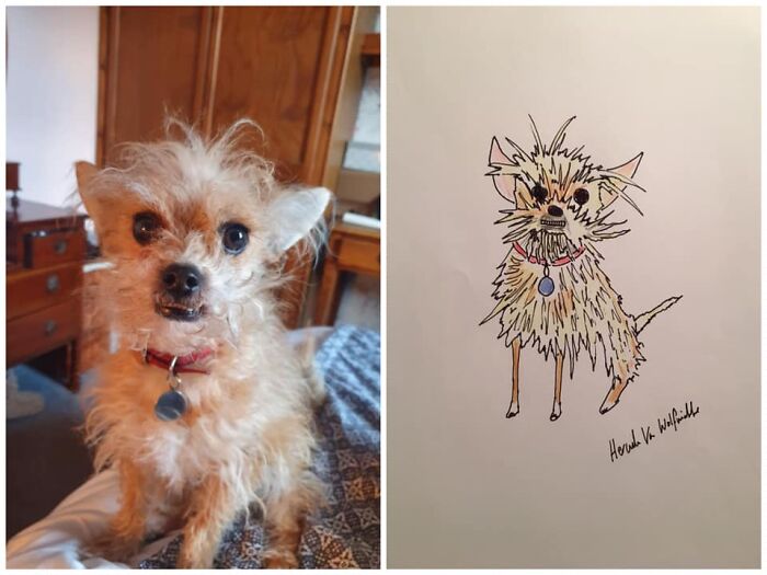 Pet Portraits Charity