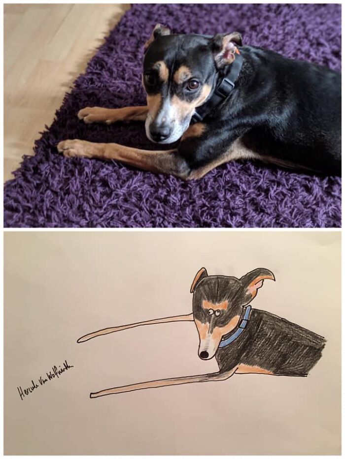 Pet Portraits Charity