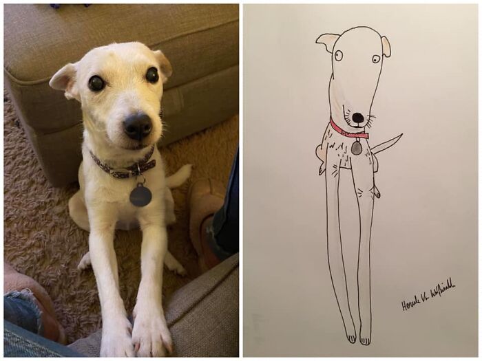 Pet Portraits Charity