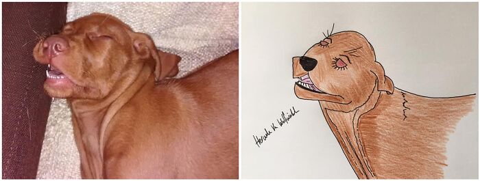 Pet Portraits Charity