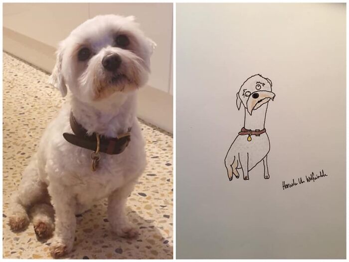 Pet Portraits Charity