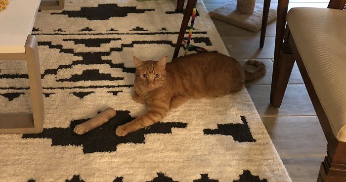 24 Times Pets Unintentionally Sent Their Owners Into Panic Mode