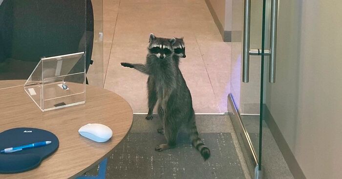 These 2 Sneaky Raccoons Broke Into A Bank In California