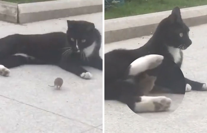 Someone Captures A Real-Life Tom And Jerry: A Mouse Running Up To A Cat To 'Cuddle' After Being Chased Around Someone Captures A Real-Life Tom And Jerry: A Mouse Running Up To A Cat To 'Cuddle' After Being Chased Around