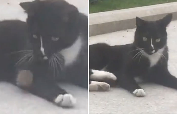 Someone Captures A Real-Life Tom And Jerry: A Mouse Running Up To A Cat To 'Cuddle' After Being Chased Around Someone Captures A Real-Life Tom And Jerry: A Mouse Running Up To A Cat To 'Cuddle' After Being Chased Around