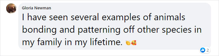 &ldquo;We Saved A Kitten, The Dog Helped Us To Raise Him, And Now The Cat Thinks He&rsquo;s A Dog, And It&rsquo;s Just Adorable&rdquo;