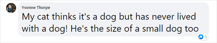 “We Saved A Kitten, The Dog Helped Us To Raise Him, And Now The Cat Thinks He’s A Dog, And It’s Just Adorable” “We Saved A Kitten, The Dog Helped Us To Raise Him, And Now The Cat Thinks He’s A Dog, And It’s Just Adorable”