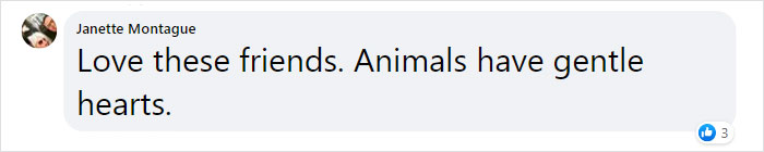 &ldquo;We Saved A Kitten, The Dog Helped Us To Raise Him, And Now The Cat Thinks He&rsquo;s A Dog, And It&rsquo;s Just Adorable&rdquo;