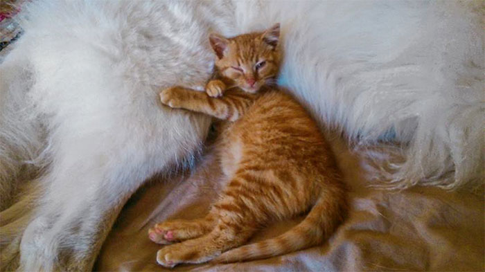 “We Saved A Kitten, The Dog Helped Us To Raise Him, And Now The Cat Thinks He’s A Dog, And It’s Just Adorable” “We Saved A Kitten, The Dog Helped Us To Raise Him, And Now The Cat Thinks He’s A Dog, And It’s Just Adorable”