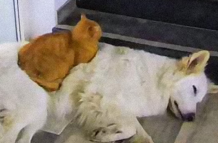 “We Saved A Kitten, The Dog Helped Us To Raise Him, And Now The Cat Thinks He’s A Dog, And It’s Just Adorable” “We Saved A Kitten, The Dog Helped Us To Raise Him, And Now The Cat Thinks He’s A Dog, And It’s Just Adorable”